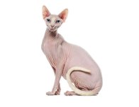 CAT BREED Hero Mobile_0003_Sphynx.jpg