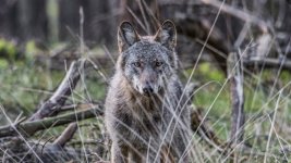 wolf valt mens aan op Pieterpad.jpg