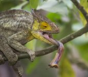 68162347-chameleon-op-jacht-insect-lange-tong-kameleon-madagaskar-een-uitstekende-illustratie-...jpg
