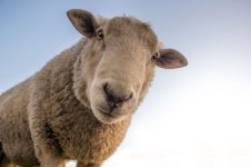 schapen07.jpg