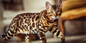 Bengal-cat-like-a-leopard-sneaks-768x384.jpg