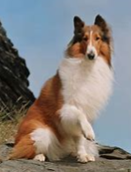 Lassie.PNG