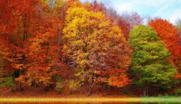 trees-with-autumn-colors.jpg
