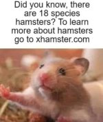 Hamster.jpg