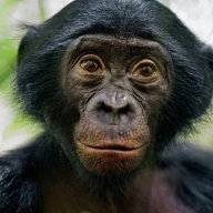 bonobo