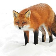 RedFox