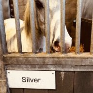 silver horse