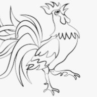 Gallus