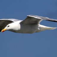 Seagull